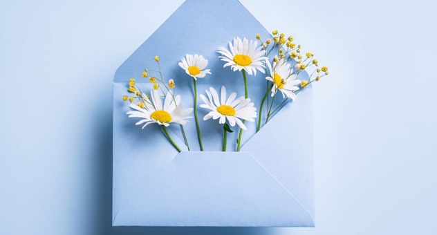 PXL_20230507_142535864 chamomile flowers peek out of an open envelope
