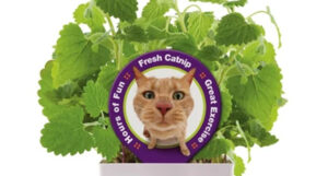 A catnip plant with unhinged looking cat on the label