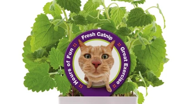 A catnip plant with unhinged looking cat on the label