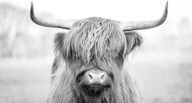 face-on image of longhorn cow