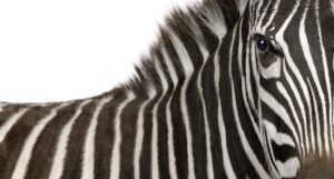 A zebra in close-up
