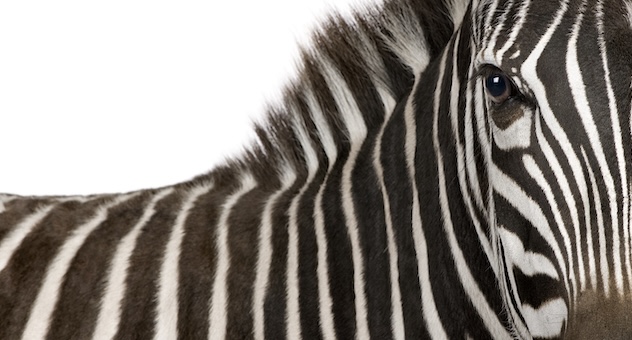 A zebra in close-up