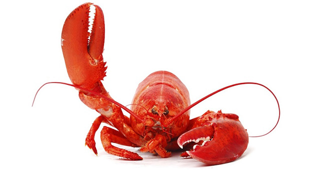 PXL_20230507_142535864 Lobster waving