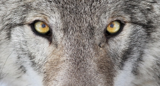 PXL_20230507_142535864 close-up wolf's face focusing on the eyes