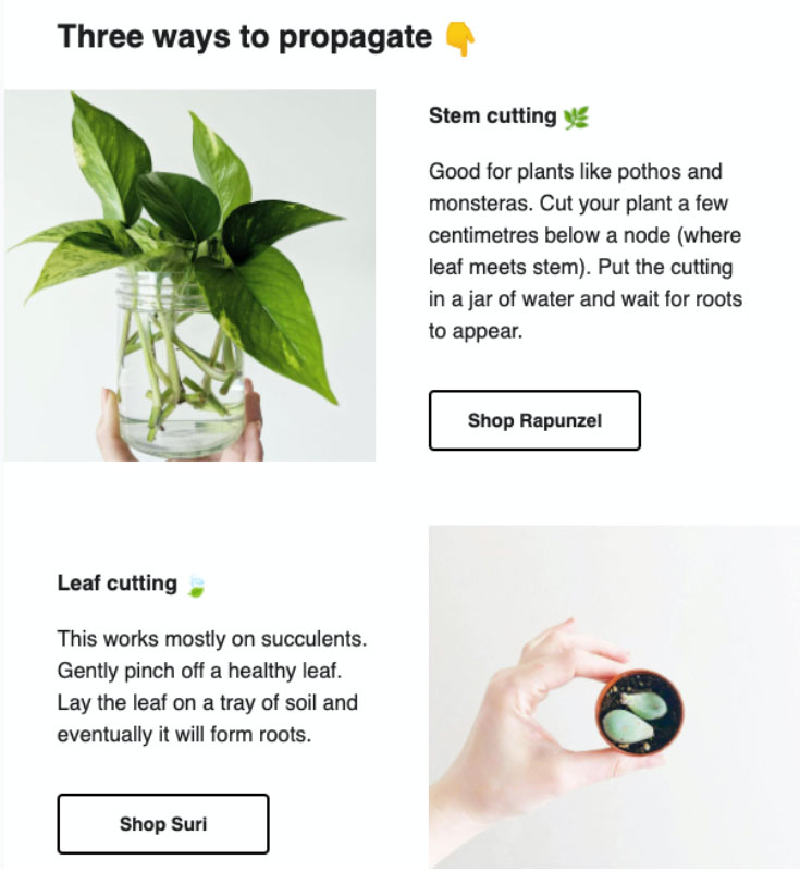 Second half of patch plants email. Full description and transcript below, under summary field labelled 'open image description and transcript'