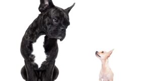 Large french bulldog and tiny chihuahua look at each other