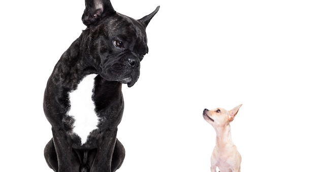 PXL_20230507_142535864 Large French bulldog and tiny chihuahua look at each other