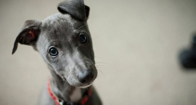 Smooth-haired grey dog tilting its head to the side, looking at the viewer inquisitively
