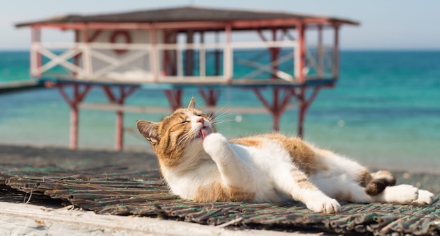 PXL_20230507_142535864 Cat relaxing on a beach mat, licking its paws