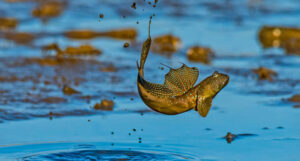 Mudskipper