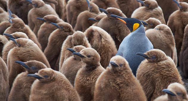 PXL_20230507_142535864 Brightly-coloured Emperor penguin surrounded by dull brown chicks