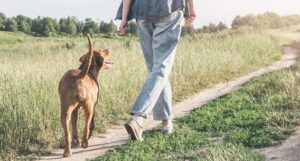 Low angle view of a dog and its owner walking in the countryside