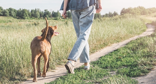 Low angle view of a dog and its owner walking in the countryside